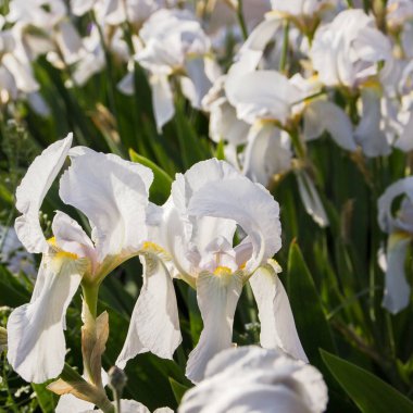 Bir bahar bahçesinde çiçek açan beyaz iris, beyaz çiçekler, bulanık bir arka plan üzerinde iris çiçekler, bir tasarımcı için boş, botanik bahçe, kartpostal
