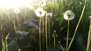 Bir yaz alanı arka plan boyunca rüzgarda esen karahindiba tohumları, değişim anlamı kavramsal görüntü, büyüme, hareket