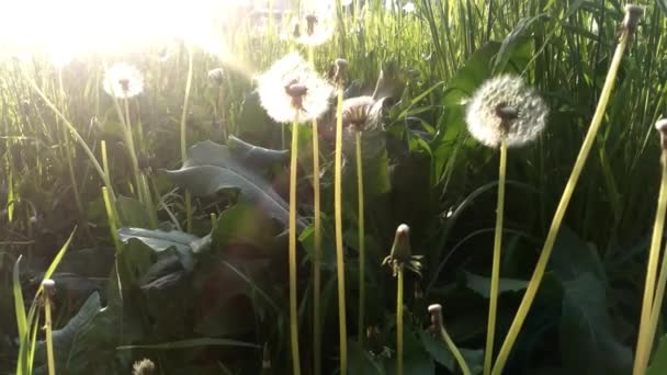 Semillas de diente de león soplando en el viento a través de un fondo de campo de verano, imagen conceptual que significa cambio, crecimiento, movimiento — Vídeo de stock