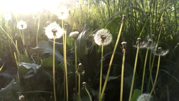 夏のフィールドの背景を横切って風に吹くタンポポの種子、概念的なイメージは変化、成長、動きを意味します — ストック動画