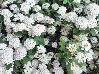 Birçok beyaz çiçek ile Bahar açan çalı - Spirea Spiraea kantiniensis . Reeves spiraea, Bridalwreath spirea, Meadowsweet olarak da bilinir