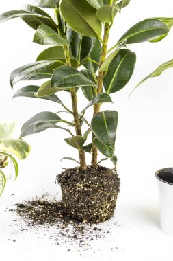 Tanınmayan kadın, tahta zeminde oturan ficus houseplants nakli. Kadınlar yeni bir tencereye bir bitki nakli elleri. Ev bahçe ev bitki taşınması