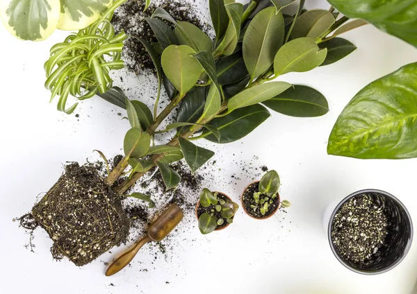 Femme méconnaissable transplantant ficus plantes d'intérieur assis sur le sol en bois. Les femmes transplantent une plante dans un nouveau pot. Accueil jardinage déménagement plante de maison — Photo