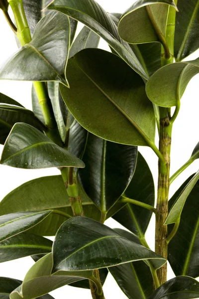 Rubber figs big smooth green leaf ficus benjamina, ficus elastica, ficus microcarpa, rubber, weeping, banyan, climbing, sycamore, ficus, scared, fiddle, weeping — Stock Image Rubber figs big smooth green leaf ficus benjamina, ficus elastica, ficus microcarpa, rubber, weeping, banyan, climbing, sycamore, ficus, scared, fiddle, weeping Royalty Free Stock Photos