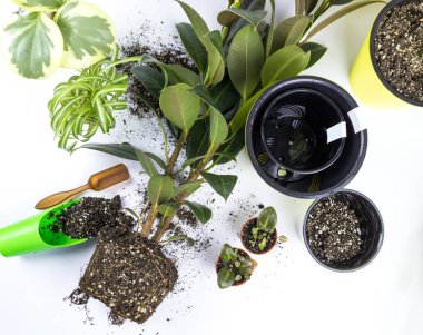 Tanınmayan kadın, tahta zeminde oturan ficus houseplants nakli. Kadınlar yeni bir tencereye bir bitki nakli elleri. Ev bahçe ev bitki taşınması