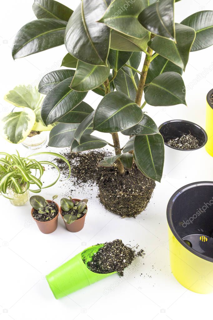 Unrecognizable woman transplanting ficus houseplants sitting on wooden floor. Womans hands transplanting plant a into a new pot. Home gardening relocating house plant