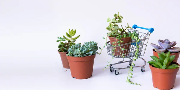 Carrito de compras pequeño con suculenta en una olla sobre un fondo blanco — Foto de Stock