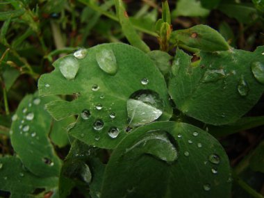 Yaprağın üzerine su damlıyor.