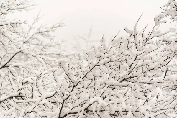 Vit Snö Liggande Trädgrenar Stadspark Mot Grå Himmel — Stockfoto