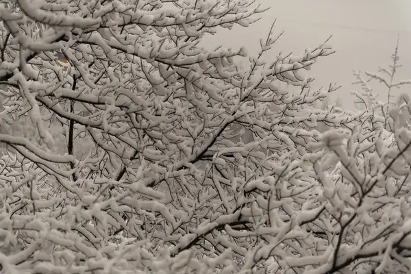 Nieve Blanca Que Yace Sobre Las Ramas Los Árboles Parque —  Fotos de Stock