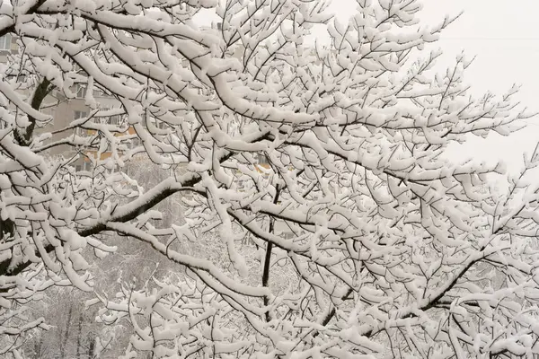 Nieve Blanca Que Yace Sobre Las Ramas Los Árboles Parque —  Fotos de Stock