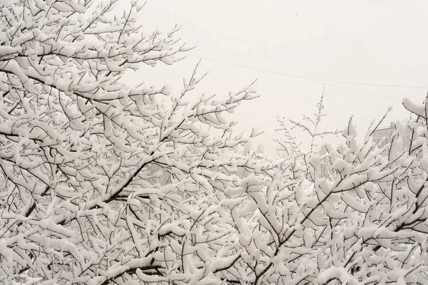 Vit Snö Liggande Trädgrenar Stadspark Mot Grå Himmel — Stockfoto