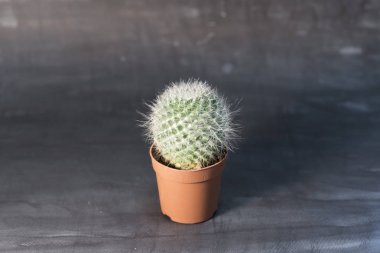 Görüntü üzerinde koyu renk arka plan (2019 yuvarlak kaktüs)