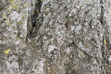 Ağaç kabuğu renkli liken ile