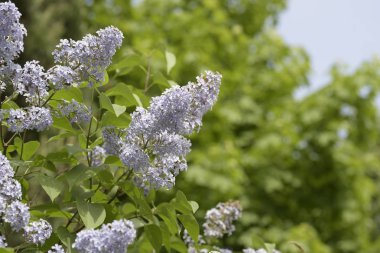 açık gökyüzünün arka planında çiçek açan leylak