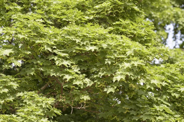 Hojas Arce Verde Verano — Foto de Stock