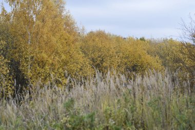 Ağaçlarda sarı yapraklar olan sonbahar manzarası