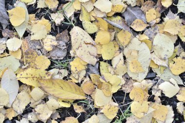 Sarı yapraklar sonbaharda yalan söyler