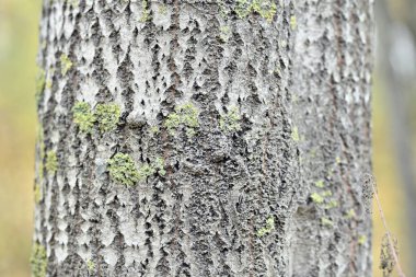 Ağaç kabuğu sonbaharda desenli ve renkli