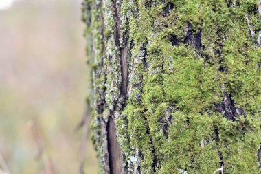 Ağaç kabuğu sonbaharda desenli ve renkli