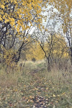 Ağaçlarda sarı yapraklar olan sonbahar manzarası
