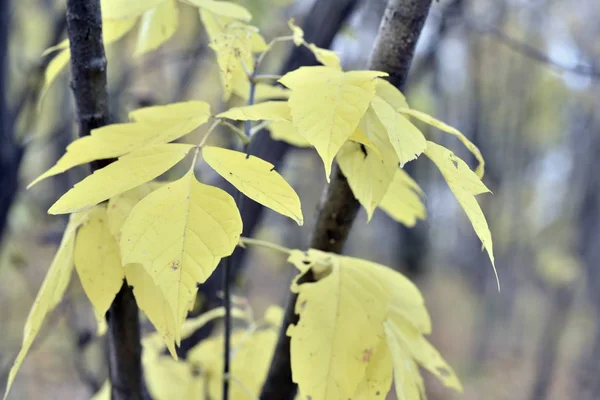 Autumn Landscape Yellow Leaves Trees — Stock Photo, Image