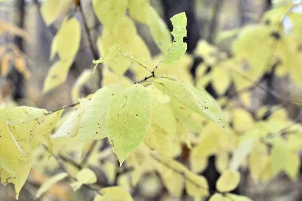 Paisaje Otoñal Con Hojas Amarillas Los Árboles — Foto de Stock