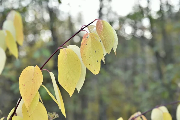 Paisaje Otoñal Con Hojas Amarillas Los Árboles — Foto de Stock