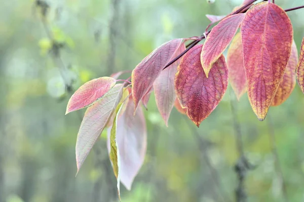 Červený List Stromě Podzim — Stock fotografie