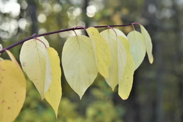 Podzimní Krajina Žlutými Listy Stromech — Stock fotografie
