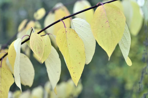 Paisaje Otoñal Con Hojas Amarillas Los Árboles — Foto de Stock