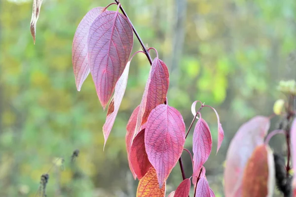 Hoja Roja Árbol Otoño — Foto de Stock