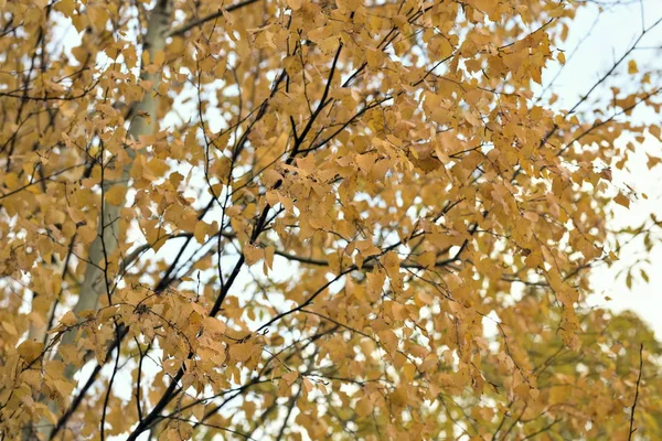 Jesienny Krajobraz Żółtymi Liśćmi Drzewach — Zdjęcie stockowe
