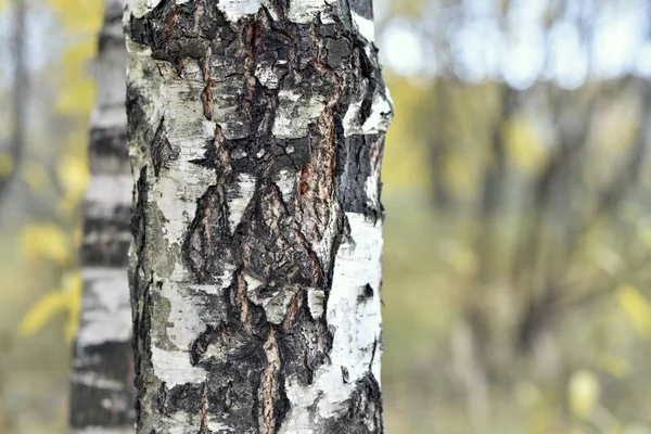 Tree Bark Textured Colorful Autumn — Stock Photo, Image
