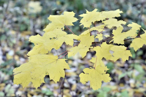 Autumn Landscape Yellow Leaves Trees — Stock Photo, Image