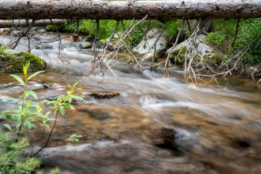 Düşmüş bir ağaç altında akan nehir