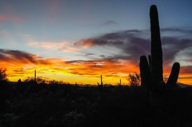 Çöl Günbatımı ile kontrast kaktüsler