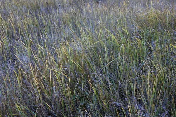 Glaucous Groene Plant Achtergrond — Stockfoto