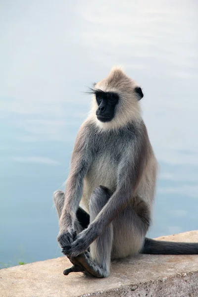 nehir kıyısında oturan maymun