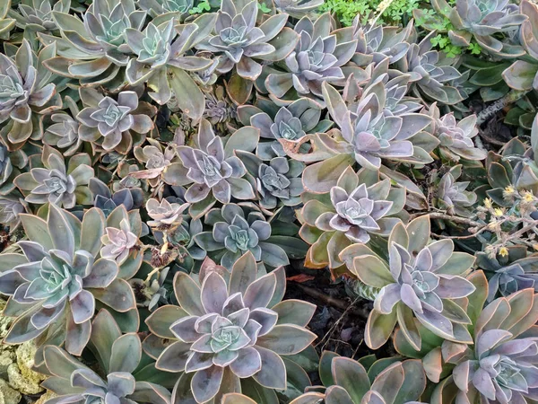 sarımsı yeşil bitki arka plan