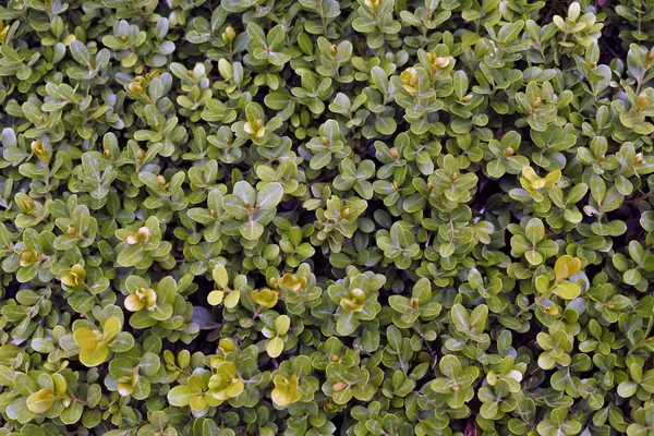 Bir Çalıküçük Yaprakları Yeşil Tonları — Stok fotoğraf