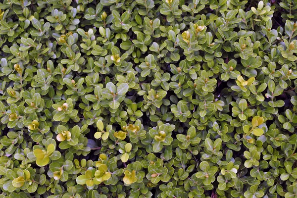 Las Hojas Pequeñas Del Arbusto Tonos Verde — Foto de Stock