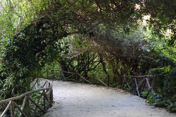 çit ile bahçe yolu. dokuma dalları yeşil kemer. yemyeşil bahçe