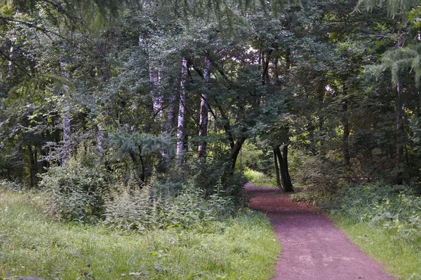 Paisagem Tons Verdes Trilho Caminhada Floresta Floresta Europa Central — Fotografia de Stock