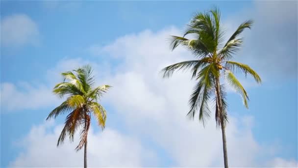 Dos grandes palmeras en el cielo azul soleado — Vídeos de Stock