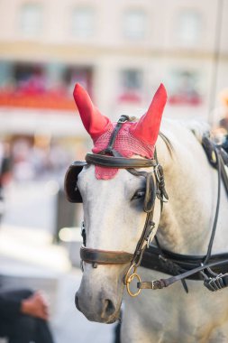 geleneksel at Koç fiaker Viyana Avusturya