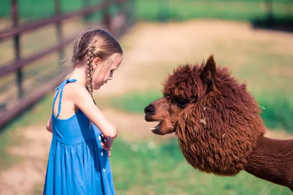 Sevimli küçük kız parkta şirin alpaka ile oynuyor — Stok fotoğraf
