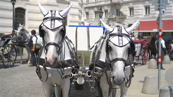 Treinador de cavalos tradicional Fiaker em Viena Áustria — Vídeo de Stock