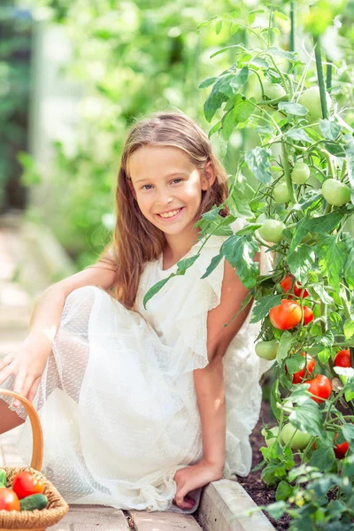 Gadis kecil yang manis memanen mentimun dan tomat di rumah kaca. — Stok Foto