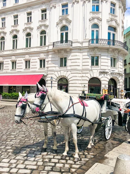 在奥地利维也纳传统马教练 fiaker — 图库照片